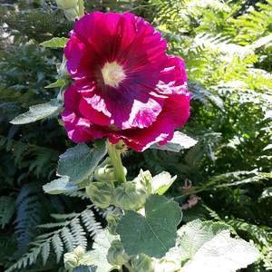 Meet your Posher, Sue